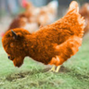 Meet your Posher, Kasha